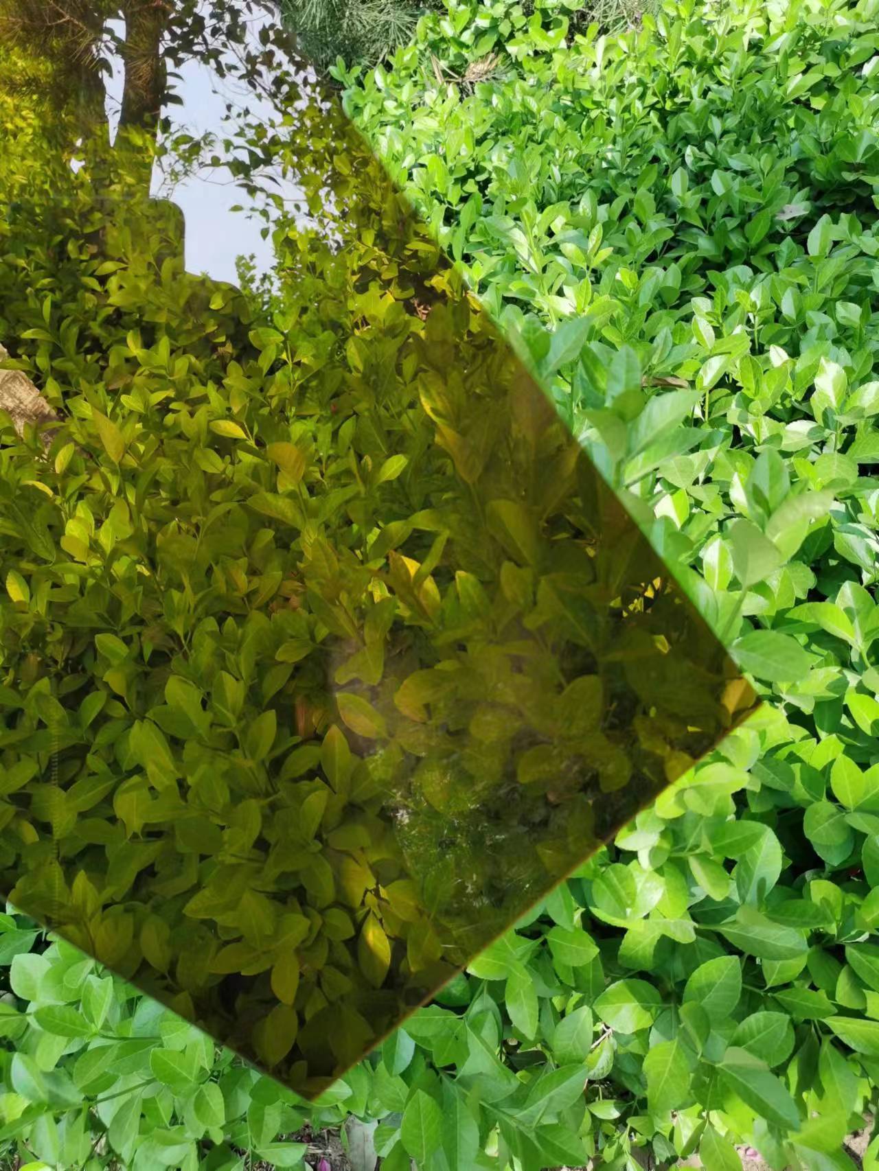 ɽΫֶ֧峧1.5mmʵİ