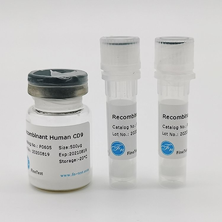 ԴBRCA2鵰(RecombinantHumanBRCA2)